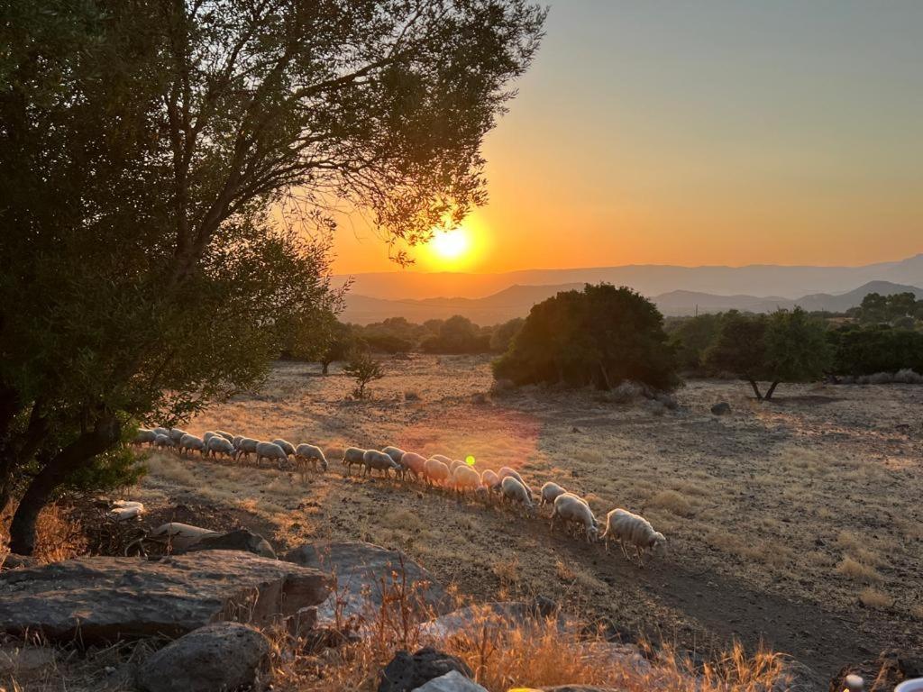 Su Saucu Villa Dorgali Kültér fotó